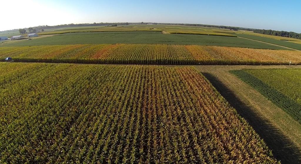 Crop Scouting Corn Hybrid Differences at
