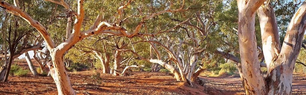 You can also take a walk with an Adnyamathanha guide, the first people who have protected the land and wildlife of the Ikara-Flinders Ranges for tens of thousands of years (advance booking required).