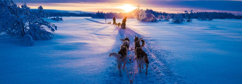 Extended Husky Transfers to and from between the husky farm and hotel reception by minibus Guidance on how to ride the husky sledges Getting to know the husky dogs and their puppies An introduction