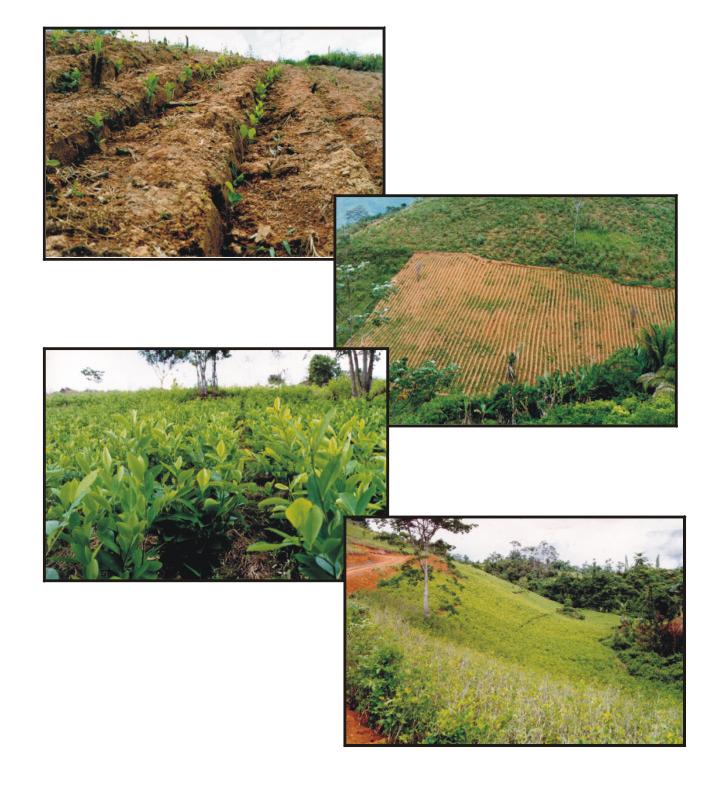 PERU UNDCP Annual Coca Cultivation Survey 2001 Illicit