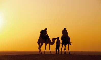 Sunset and camel in the