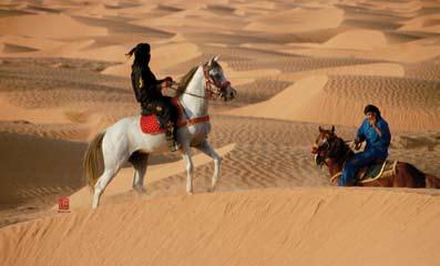 Arabian horses in the