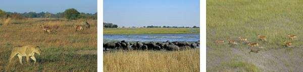Kafue has the largest number of different antelope species of any park in Africa.