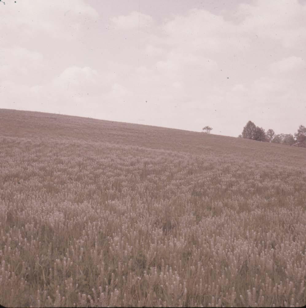 Field of Wildflowers May 14, 1959, W.