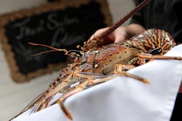 November 2018 2-4 NOV 20-24 NOV November 2018 Saba Lobster Fest The Saba Lobster Fest is a three-day culinary event held on the island of Saba during the first weekend in November.