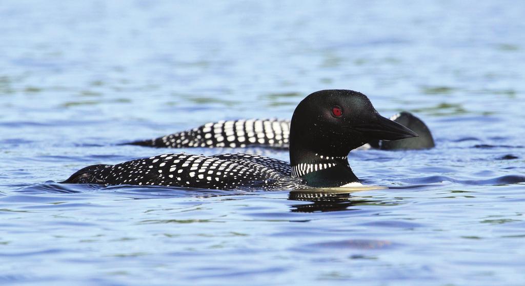 T R A I L M A R KER Adirondack Mountain Club Iroquois Chapter Est 1972 July 2015 Loon pair on Fish Pond, St.