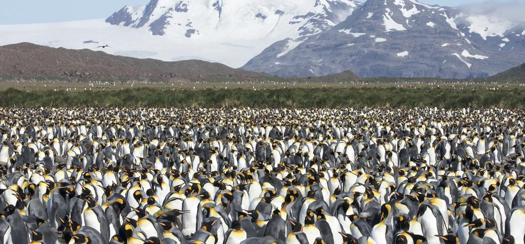 ANTARCTICA: 2019/2020 TRIP NOTES Falkland Islands, South Georgia and Antarctica 28 DEC 2019 13 JAN 2020 16 NIGHTS / 17 DAYS STARTS PUNTA ARENAS CELEBRATE NEW YEAR AND MAXIMISE YOUR TIME IN THREE