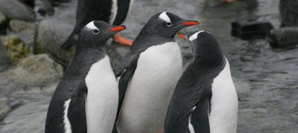 In the Wake of Penguins The route/purpose of this 5 week expedition is the extraordinary chance to see far flung corners of the South Atlantic.