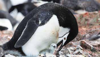 Penguin chicks are hatching, and you ll likely see them chasing after any adult penguin that is carrying food.