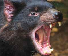 Take a guided tour of Bonorong and learn of the habits of Australia s native animals. You can even get friendly with a Tasmanian Devil.