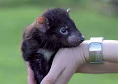 North Western Tasmania Tours Devils@Cradle After Dark Feeding Tour World Heritage Cruise North western tasmania Devils@Cradle is a Tasmanian Devil conservation sanctuary, 500 metres from the entrance