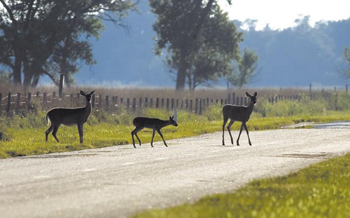 Motorists beware: Deer can be spotted near our state s roadways any time of the year.