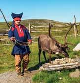 However, in autumn, when it is time for the reindeer to return to HURTIGRUTEN the snowy plains of Karasjok, the animals and their calves swim across the 1,800 m-wide strait.