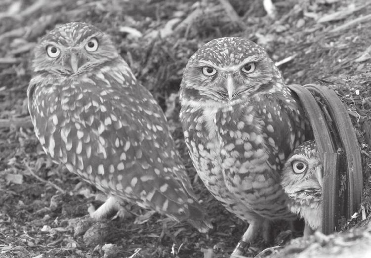 Activity Three - The Burrowing Owl Central to the novel is a colony of burrowing owls which inhabit the site upon which the Mother Paula Pancake House is to be built.