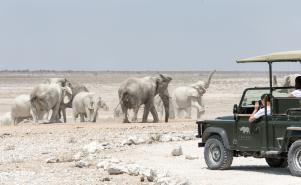 You will then make your way across the park via Okaukuejo, Halali, and Namutoni, stopping at selected waterholes along the way to observe the game gathered there.