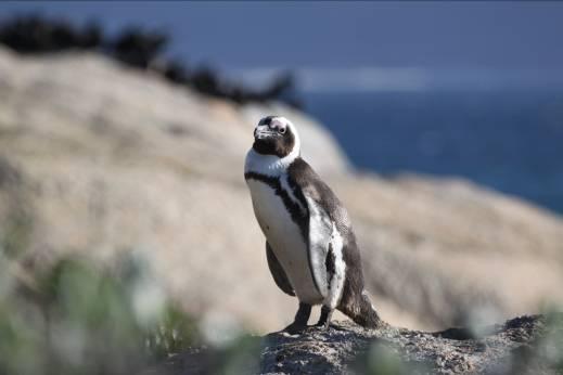 In the afternoon we show you some of the endangered African Penguins at Boulders Beach.