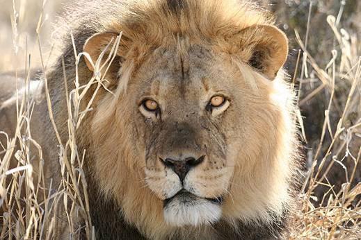 We have the opportunity to see animals like lions, elephants and a wide variety of antelopes.