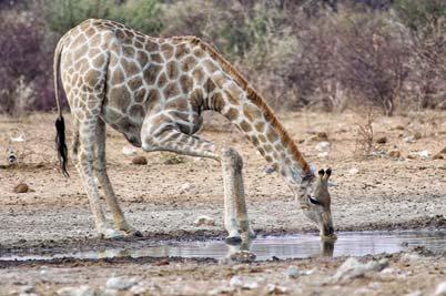 Tue 6 Aug For our final day in Etosha we have the opportunity to explore some of the best waterholes in the Park from our base at Namutoni.
