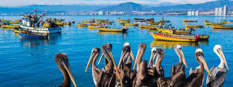 TOUR INCLUSIONS HIGHLIGHTS Discover Chile, Peru, Ecuador and Panama Experience the service and comfort of Holland America Line s ms Zaandam Scout for wildlife on General San Martin, the Peruvian