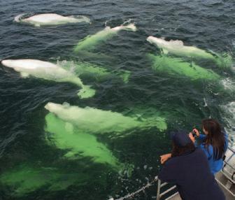 pre-tour 1 Any additional meals Summer Adventure Birds, Bears and Belugas This must truly be one of the most diverse and exciting wildlife viewing programmes in Canada, and begins with a flight from
