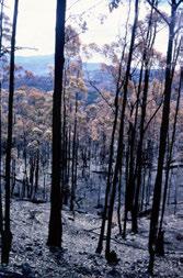 At Magra, eight homes were quickly turned into charred ruins. Chief Purkiss one of Tasmania s most respected volunteer fire officers described the scene as a firestorm.