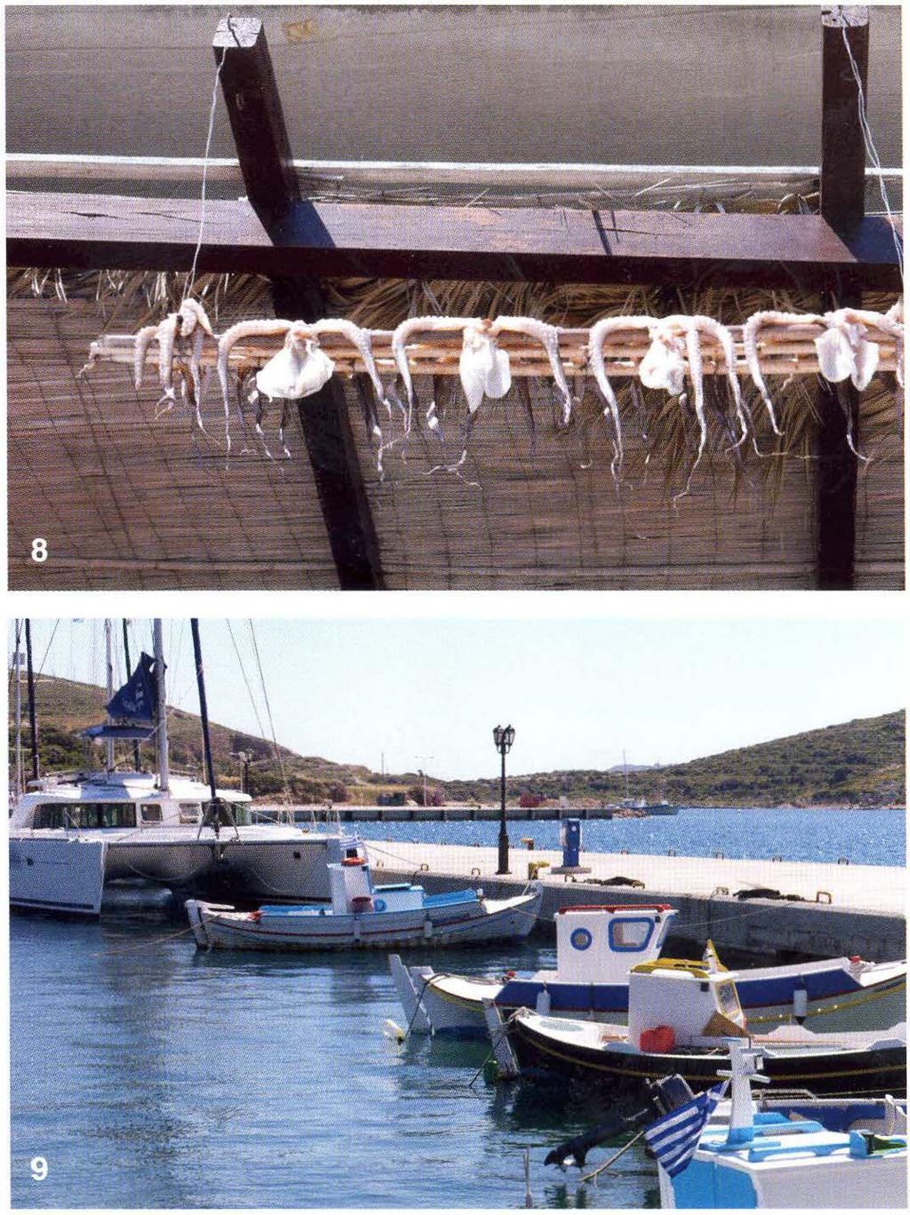 8 : Squid are not just in the water or on your plate; they are often put out to dry on the balconies... 9 : Amidst the small fishing boats, our cat appears huge.