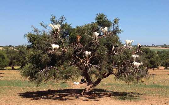 ENROUTE: ARGANIA TREES, ARGAN OIL & TREE GOATS Argania is a genus of flowering plants containing the sole species Argania spinosa, known as argan, a tree endemic to the calcareous semidesert Sous