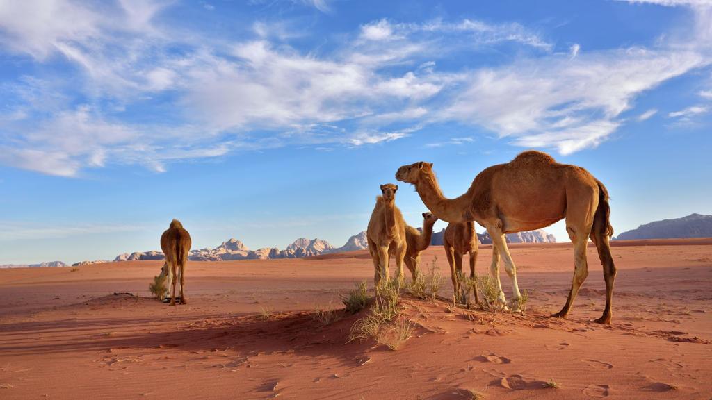 The journey then takes in the imposing majesty of Petra and the haunting beauty of Wadi Rum, where you ll ride camels amongst desert landscapes steeped in the lore and legend of Lawrence of Arabia.