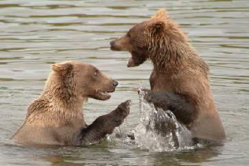 *Note, we ll abide to the Katmai National Park "Leave No Trace" program. Overnight in Homer. B/L/D Day Trip Bear Viewing Essentials Bottles of water to last the day.