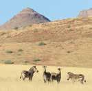allowing even arid-adapted elephant and giraffe to roam the seemingly inhospitable desert and semi-desert.