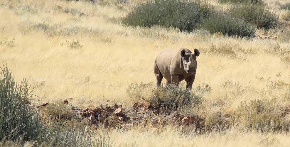 DAMARALAND CAMPS Desert Rhino Camp Set in a wide euphorbia-dotted valley, sometimes flush with golden grasses, Desert Rhino Camp offers one of the most original wildlife experiences today: run in