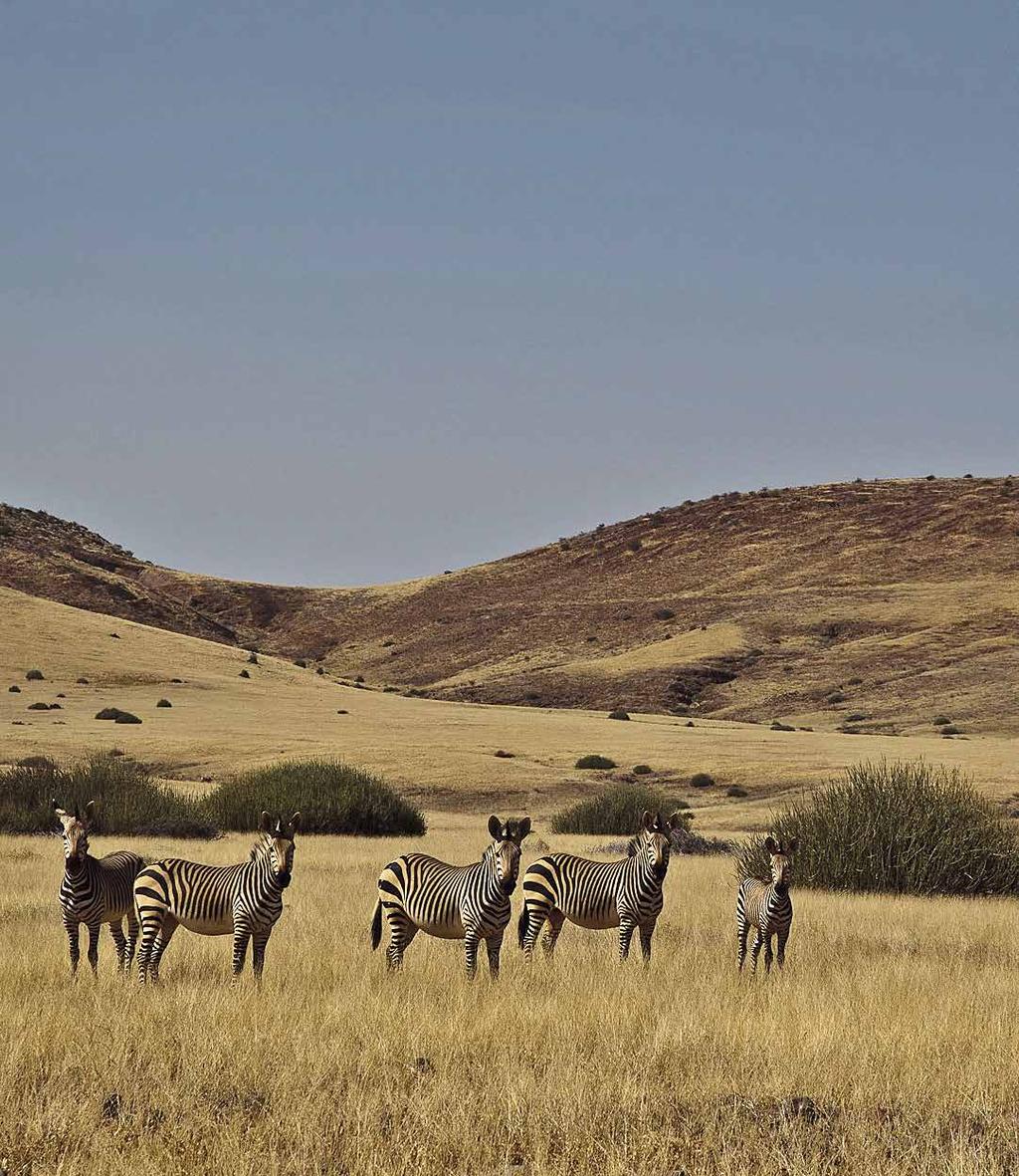 Desert Rhino Camp at a Glance