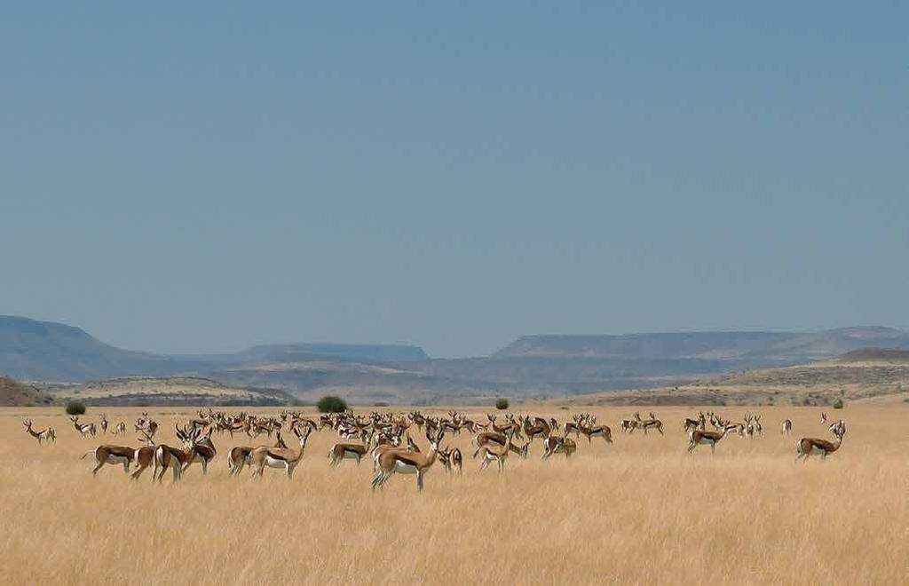 Hundreds of springbok spread across