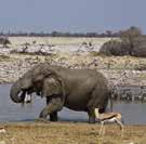 SKELETON COAST NATIONAL PARK Etosha National Park 2 270 000 hectares (5 500 000 acres); Namibia s premier savannah wilderness area consists of woodland and grassy plains surrounding the massive