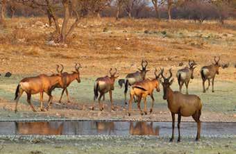 It is easily accessible by either road or air and is perfectly located to take advantage of a very productive waterhole while having convenient access to Etosha through the Andersson s Gate.