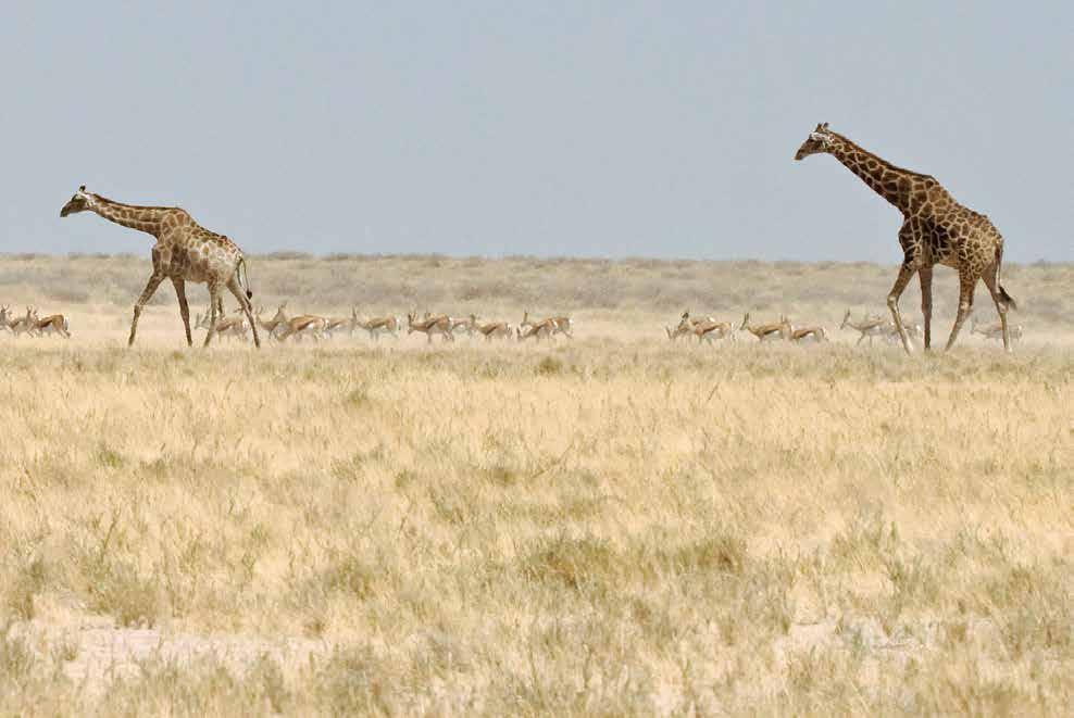 ETOSHA CAMPS Towering giraffe and dainty springbok