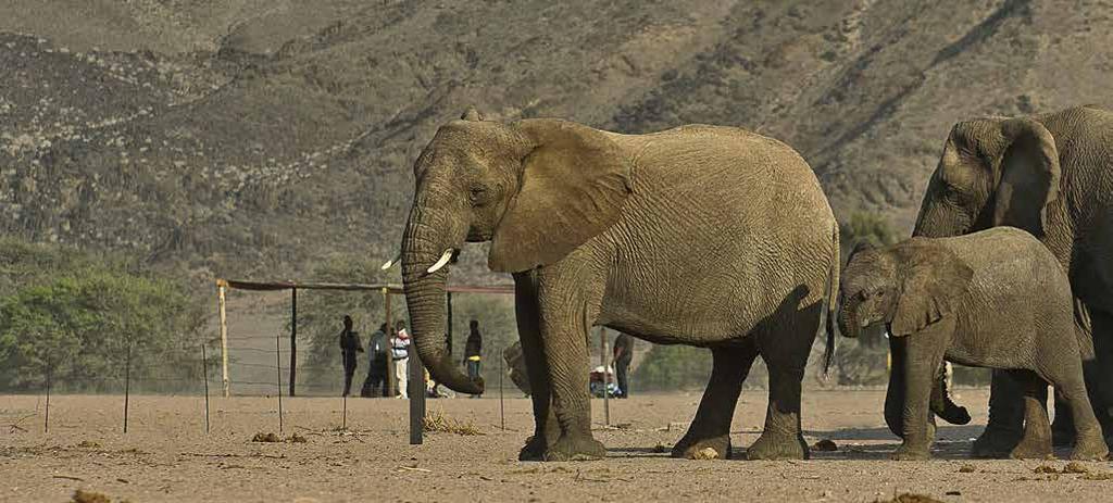 LIVING WITH WILDLIFE Prior to independence in 1990, Namibia s rural indigenous communities had very few land rights and received no benefit from sharing the land they lived on with wildlife.
