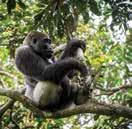 Congo Pristine rainforest, incredible natural diversity and the best location to see