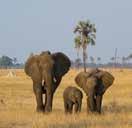 Kenya The roots of safari, and home to the planet s greatest large mammal migration and the burgeoning herds of the Laikipia Plateau.