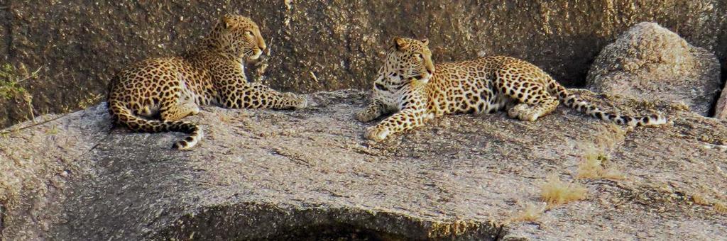 Although we focus on the cats and wildlife of India visiting National parks and wildlife rich regions, on this trip we introduce you so some remarkable British, Portuguese, Rajput & Moghul heritage