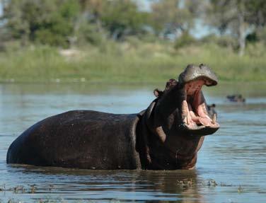 as you look for hippos and crocodiles in the water and see the