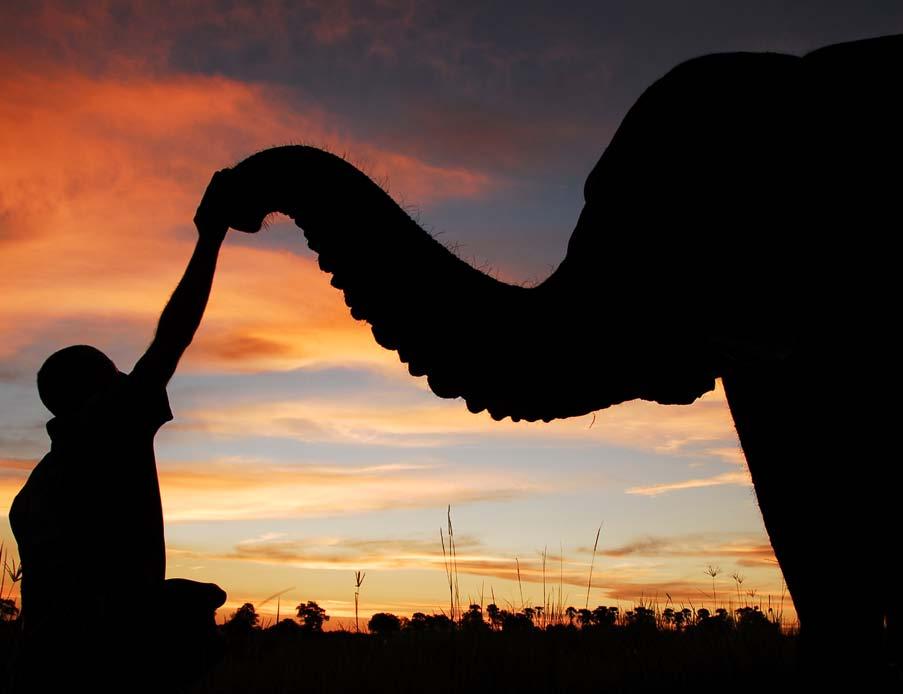 invite you to explore Africa from an elephant s