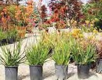 DECEMBER 2018 Sunday Monday Tuesday Wednesday Thursday Friday Saturday 25 26 27 28 29 30 1 2 3 4 5 6 7 8 Visit Jordan Valley Water Conservation Garden Park to learn about plants that thrive in
