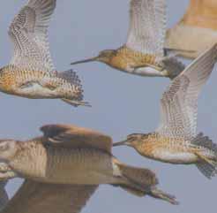 willets, and dowitchers, soar