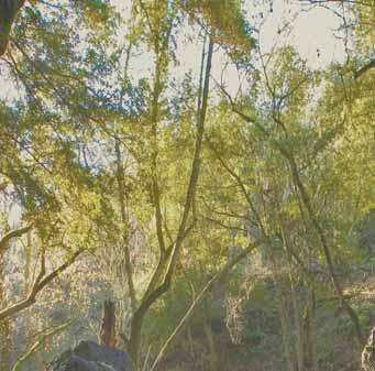 shady canyons await visitors at Ohlone Regional