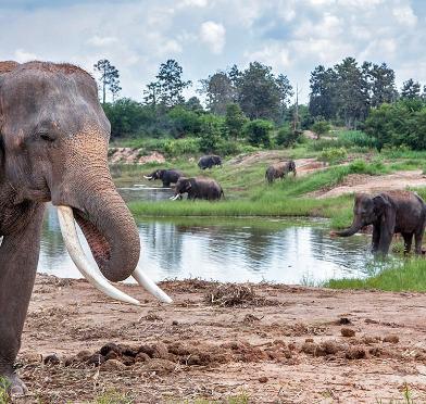 EXOTIC PHUKET Elephant Sanctuaries in Phuket have very rapidly become very popular as the attitude towards animalbased attractions changes.