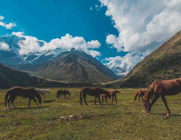 ADDITIONAL INFORMATION HORSES Mountain Lodges of Peru has bred a number of its own Quarter Horses which are specially exercised and trained
