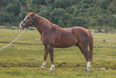 ADDITIONAL INFORMATION CHOOSE YOUR HORSE TYPE: CAPON Name: Fausto Race: Quarter mile Color: Alazán, frontino chorreado, albo 4