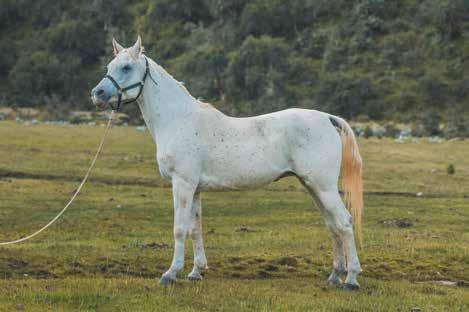 81 in Age: 12 years Behavior: Calm and docile Born in Uruguay TYPE: MARE Name: Carolina Race: Between a