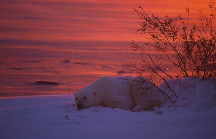 Discover the Polar Bears of Churchill on the Trip that is Right for You!